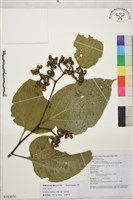 藏品(拐棗、枳椇)的圖片