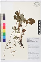 藏品(直距耬斗菜)的圖片