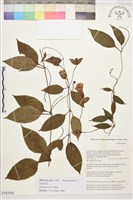 藏品(俞氏鐵線蓮)的圖片