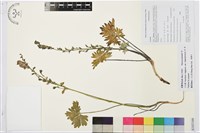 藏品(小白撐)的圖片