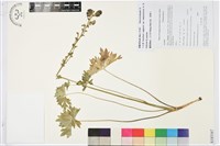 藏品(小白撐)的圖片