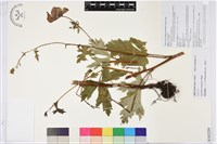 藏品(顯柱烏頭)的圖片