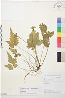 藏品(雲南黃連)的圖片