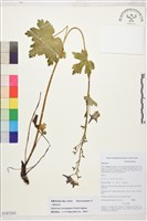 藏品(小瓣翠雀花)的圖片