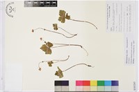藏品(滇川銀蓮花)的圖片