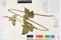 藏品(小白頭翁、野棉花)的圖片