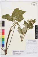 藏品(小白頭翁、野棉花)的圖片