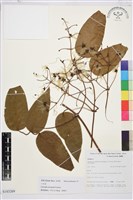 藏品(小木通)的圖片