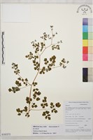 藏品(滇川唐松草)的圖片