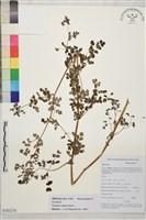 藏品(滇川唐松草)的圖片