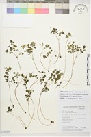 藏品(小花人字果)的圖片