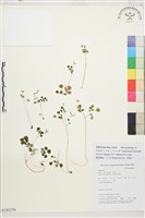 藏品(小花人字果)的圖片