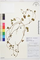 藏品(鋪散毛茛)的圖片