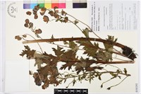 藏品(獨龍烏頭)的圖片