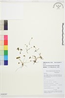 藏品(矮毛茛)的圖片