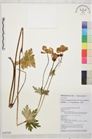 藏品(雲南金蓮花)的圖片