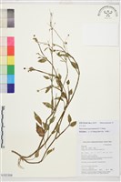 藏品(片馬毛茛)的圖片