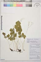 藏品(小果唐松草)的圖片