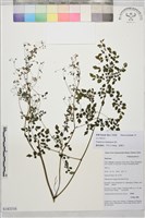 藏品(多葉唐松草)的圖片