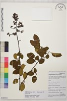 藏品(多花勾兒茶, 多花黃鱔藤)的圖片