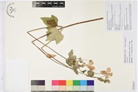 藏品(打破碗花花)的圖片