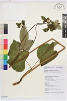 藏品(小白頭翁、野棉花)的圖片