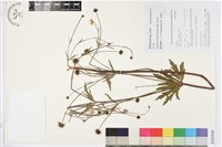 藏品(草玉梅)的圖片