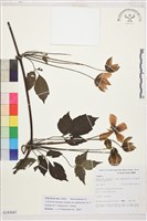 藏品(毛果繡球藤)的圖片