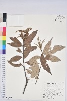 藏品(滇石櫟)的圖片