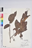 藏品(南燭)的圖片