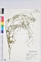 藏品(禾葉大戟)的圖片