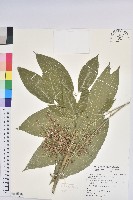 藏品(巴西橡膠樹、橡膠樹)的圖片