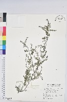 藏品(五蕊油柑)的圖片