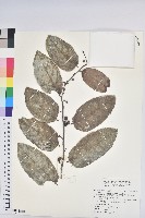 藏品(錫蘭饅頭果，香港饅頭果，大葉饅頭果，香港算盤子)的圖片