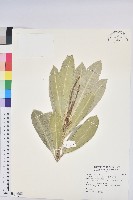 藏品(蘭嶼土沉香)的圖片
