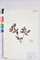 藏品(台灣高山杜鵑)的圖片