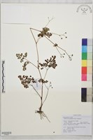 藏品(密葉唐松草)的圖片