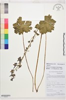 藏品(小瓣翠雀花)的圖片