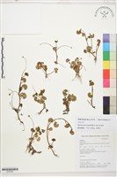 藏品(西南毛茛)的圖片