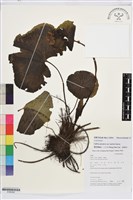 藏品(空莖驢蹄草)的圖片