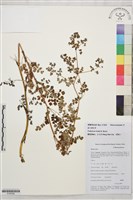 藏品(滇川唐松草)的圖片