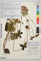 藏品(雲南金蓮花)的圖片