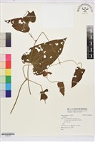 藏品(田代氏鐵線蓮)的圖片
