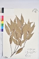 藏品(青剛櫟、鐵椆)的圖片
