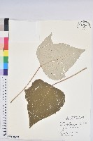 藏品(白匏子)的圖片