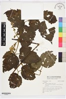 藏品()的圖片