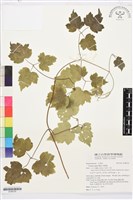 藏品(串鼻龍)的圖片