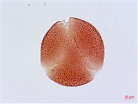 藏品(大血藤)的圖片