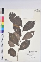 藏品(細葉饅頭果)的圖片