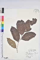 藏品(披針葉饅頭果)的圖片